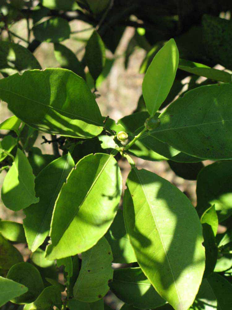              Shade leaves (Winter Haven, FL)       